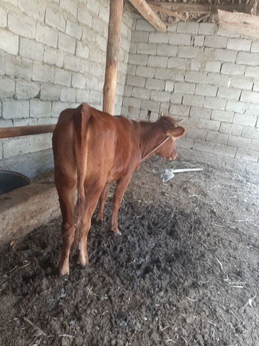 Ĝunojin  гуножин