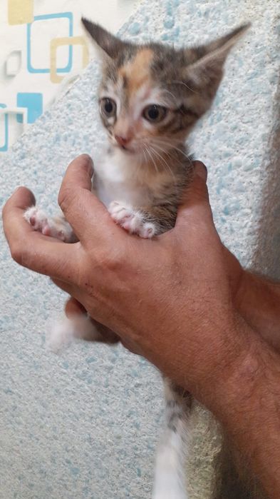 Отдам котят мама крыселовка