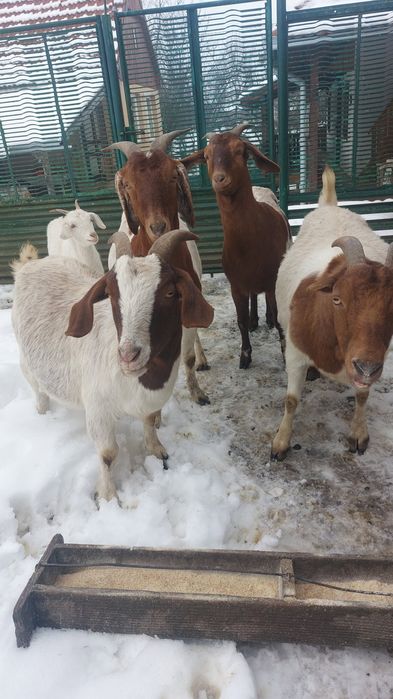 Capre de boer şi Capre de saneen