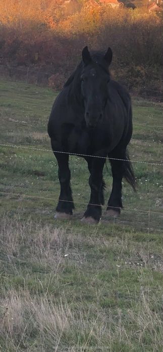 Iapa de vanzare de 6 ani