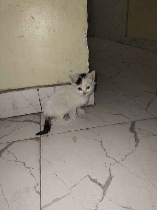 Два котёнок улица Бабур 78дом аэропорт мост 12 дом