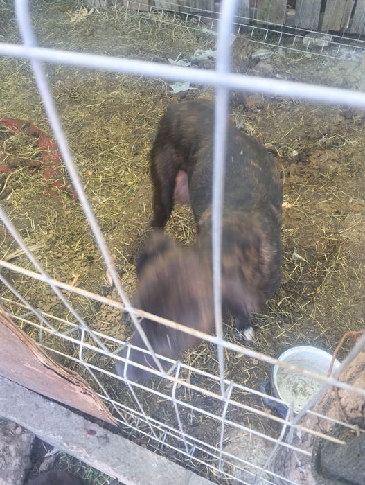 Vând câine Amstaff