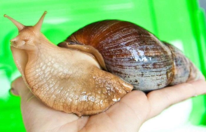 Улитки Ахатина продам