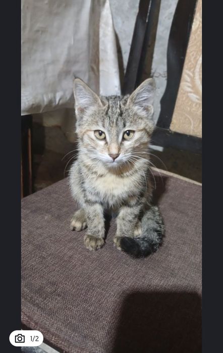 2 ta mushuk tekinga beriladi (бесплатно)