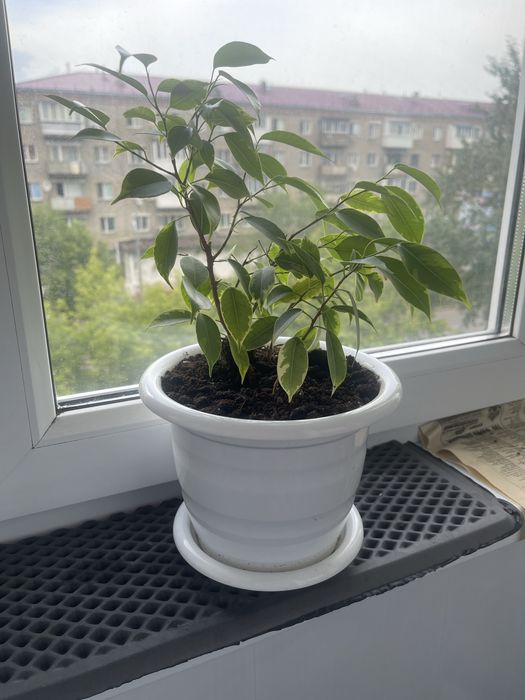 Фикусы подростки .