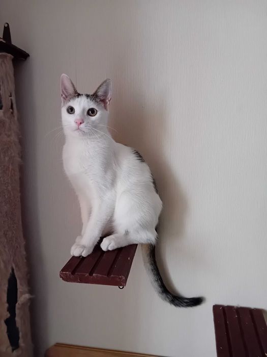 Мъжко коте търси дом