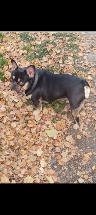 Французский бульдог