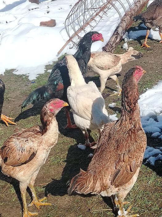 Дакан тауық қораз