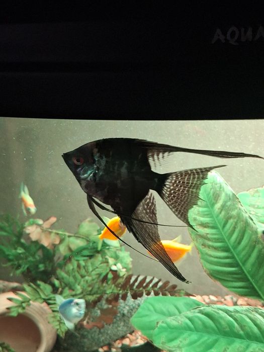 продам рыбку Скалярия