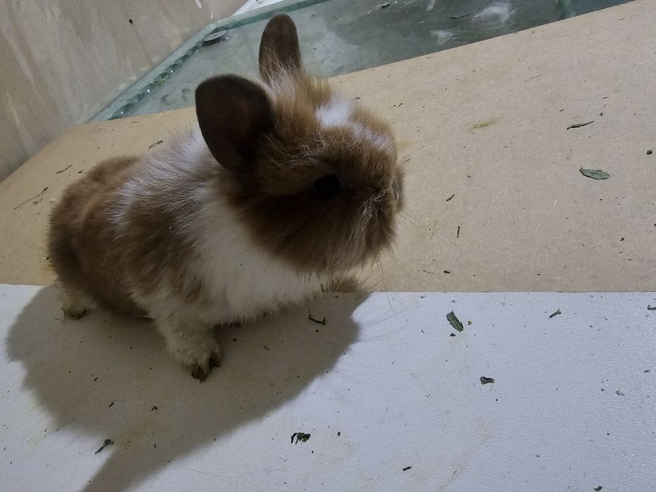 Декоративные Кролики