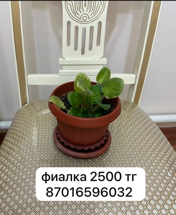 Комнатные цветы гулдер фиялка