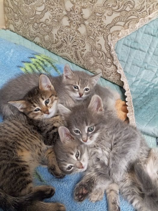 Отдам котят в добрые руки
