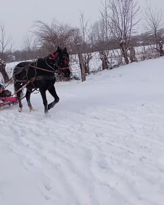 Cal castrat de vanzare