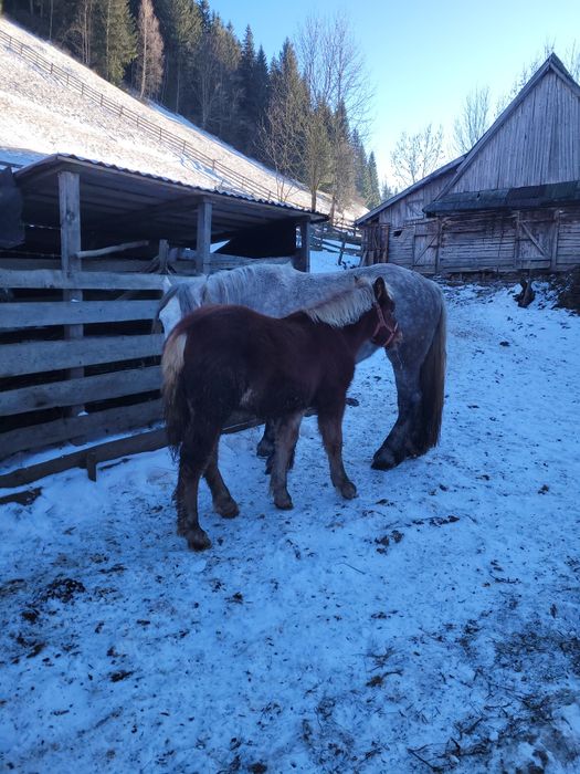 Oferta Vand sau schinb   manz