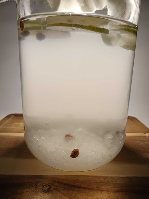 Kefir de apă (chefir) – cristale japoneze active + instrucțiuni