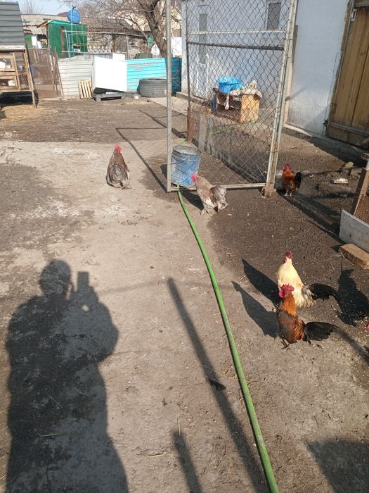 Продам карликов петухов