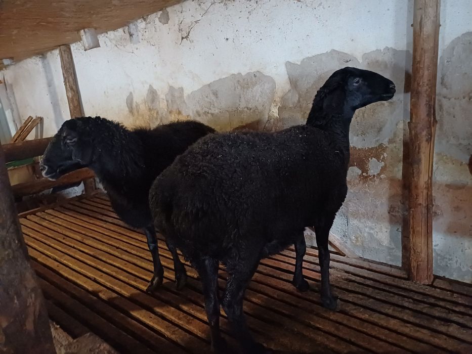 Сойыска койлар бар