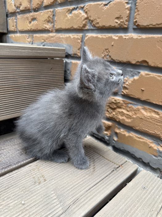 Отдам котят в хорошие руки