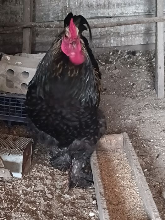 Петух.          .