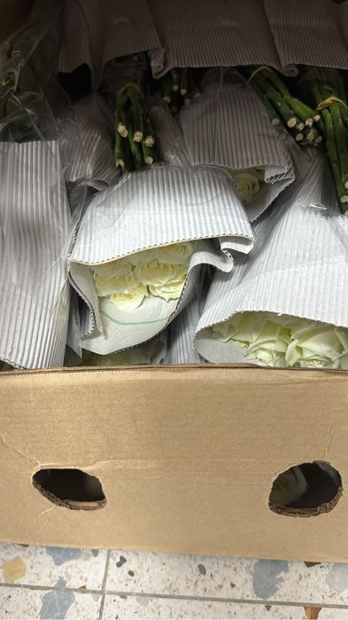 Розы  оптом