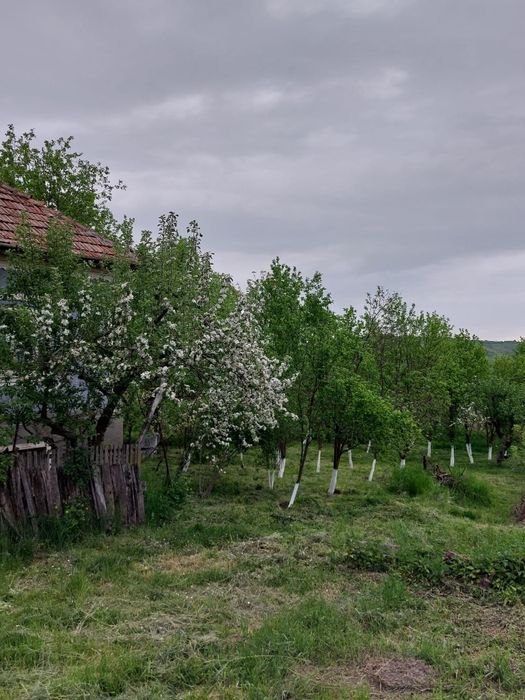Vând casă cu grădină