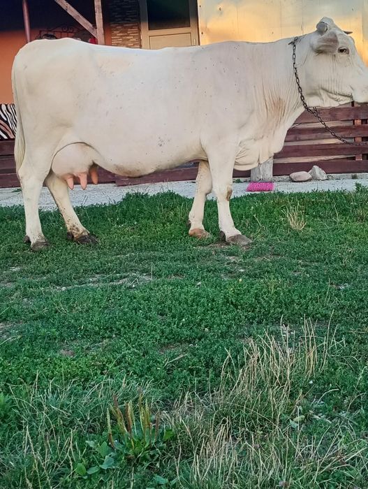 Vand vaca fatata recent
