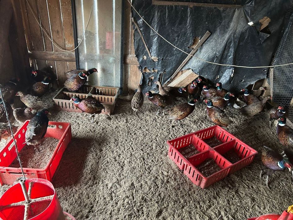 Fazani vii sau carcasă