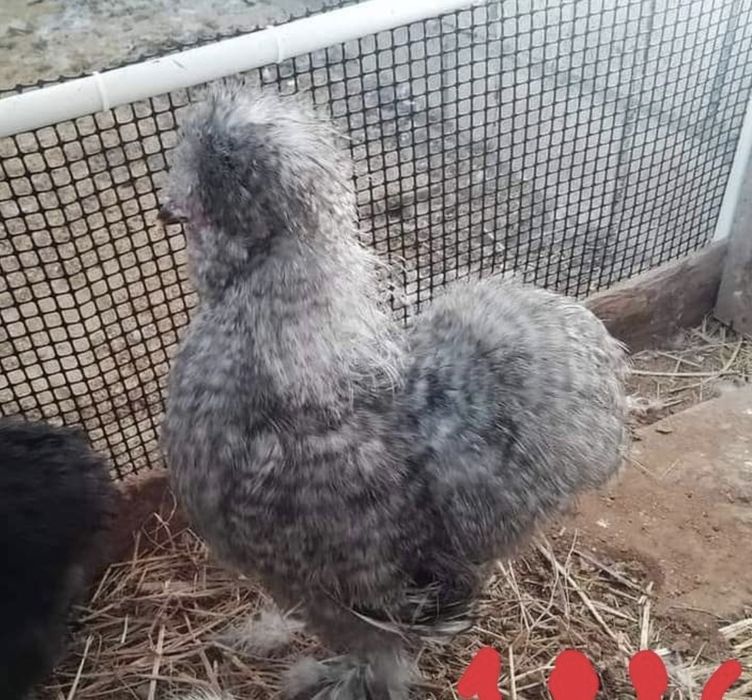 Продажа американский шолк куры