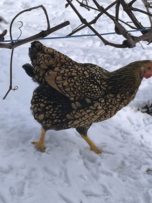 Ouă pentru incubat Wyandotte Auriu GSG  rasă deosebită!