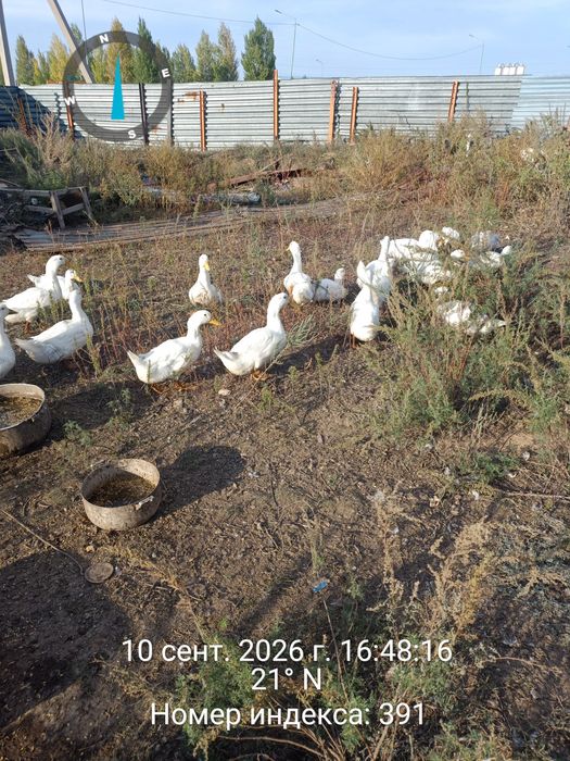 Продам  уток стар 53