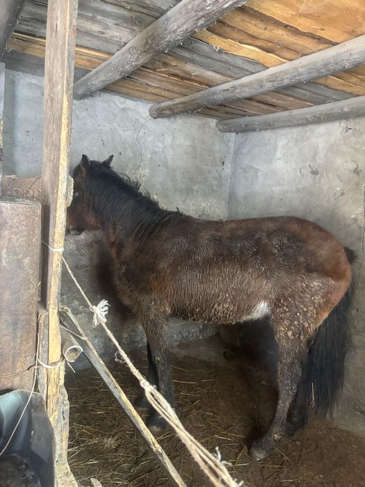 Тай кунан сатылады