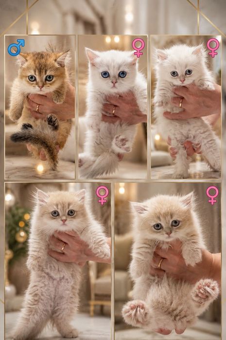 Котенок Манчкин с Родословной.