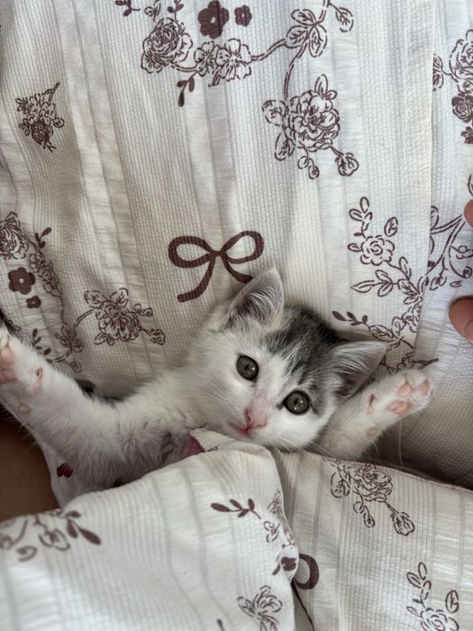 Котенок девочка отдам в хорошие руки