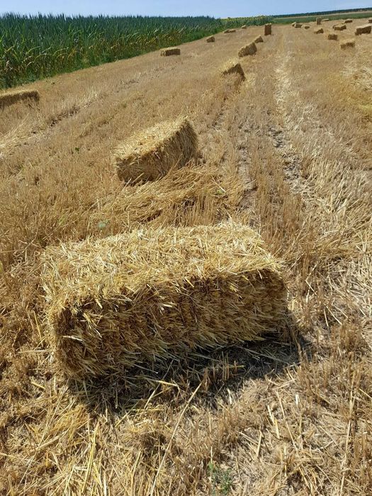 Baloti  paie foarte bun stranse