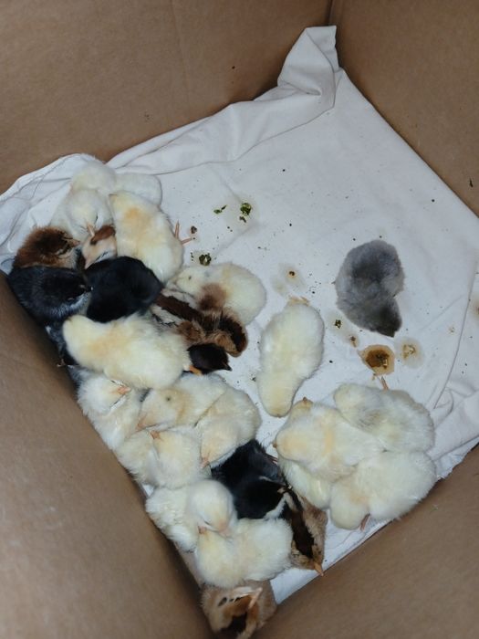 Сатылатын шожелер бар 4/5 кундык