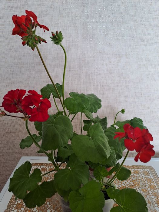 Продам Комнатные цветы