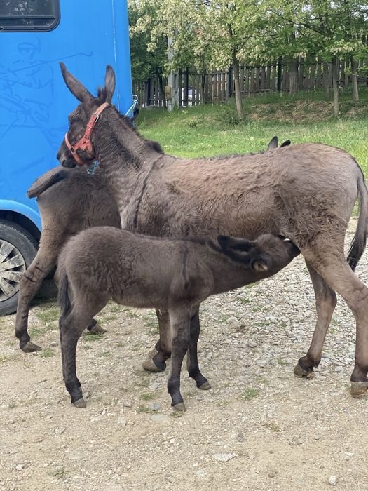 Măgărită gestanta