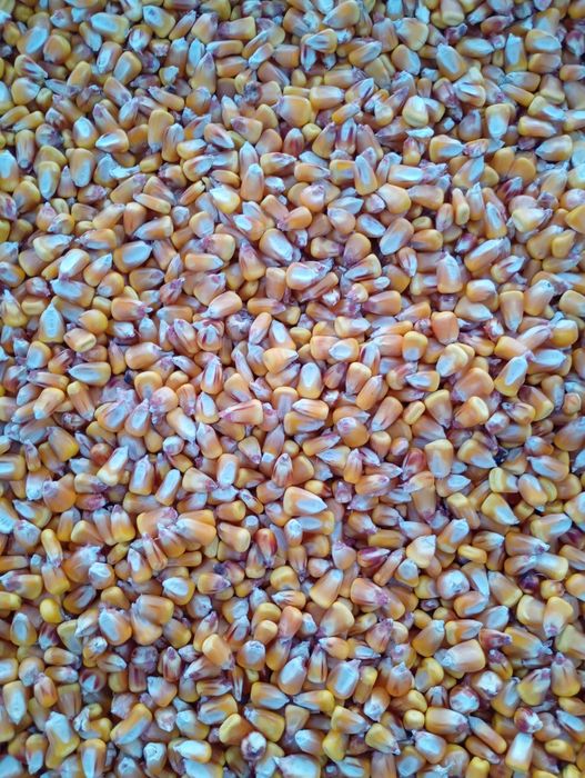 Porumb boabe , Orzoaica ,grâu, triticale