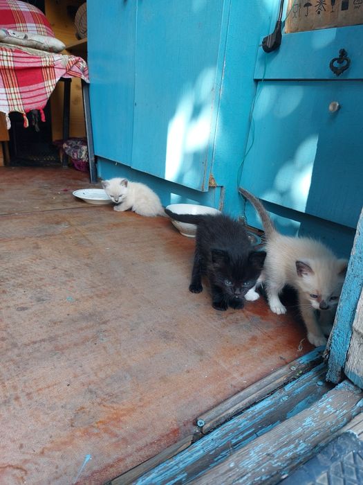 Котята - отдам в добрые руки