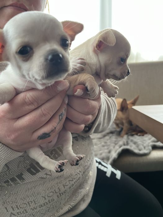 Продавам Чихуахуа