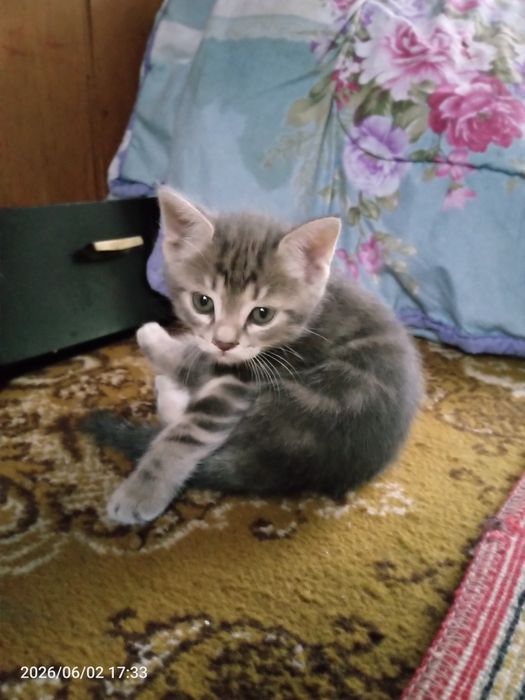 Отдам даром котят