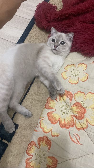 Кошки хароший девочки сертса