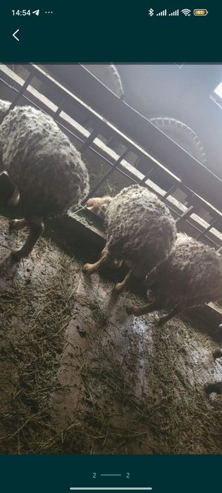 Продам баран уштобе