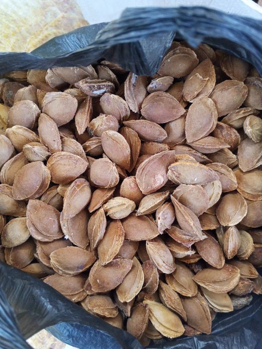 Oʻrik danak sotiladi