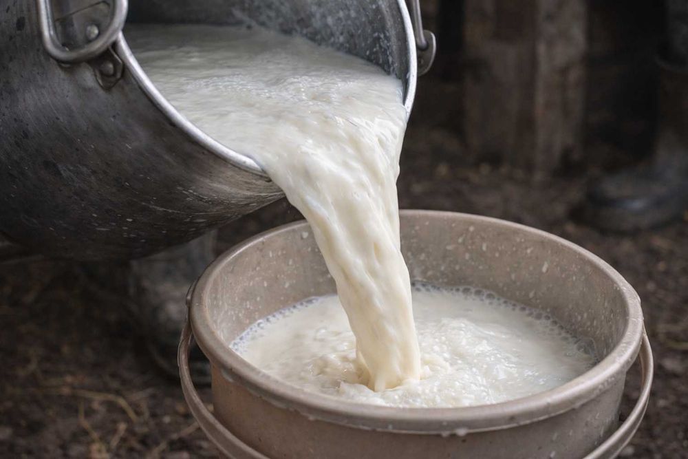 Produse lactate de casă – lapte, brânză, smântână