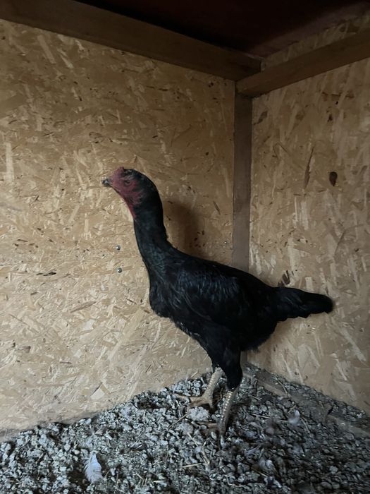 Курица бойцовая 15000