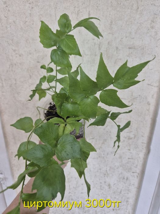 Папоротники сортовые