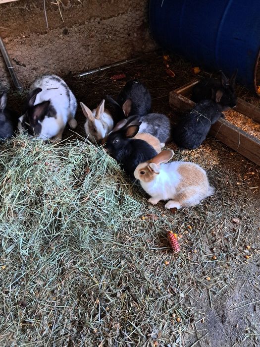 Vand iepuri hycole francez