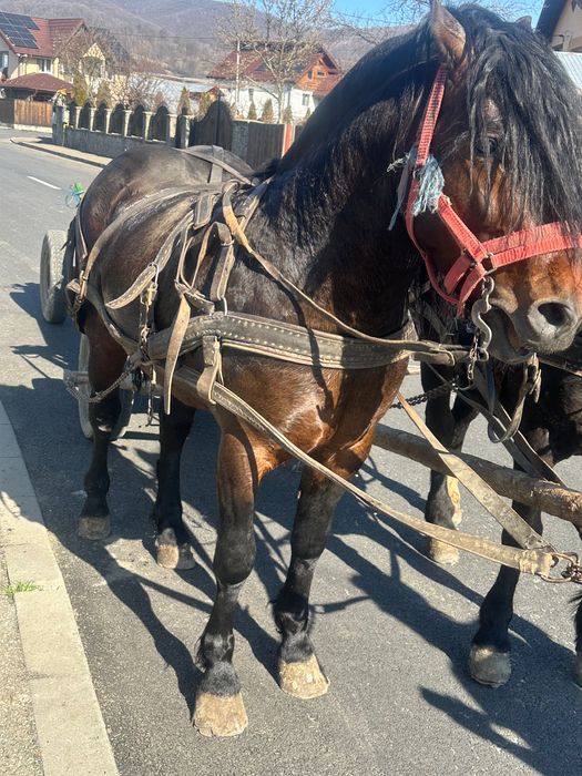 Armăsar de vânzare