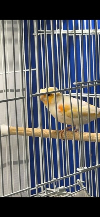 Канарейка кенар самец